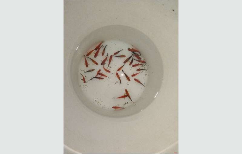 Sworttail Fishes