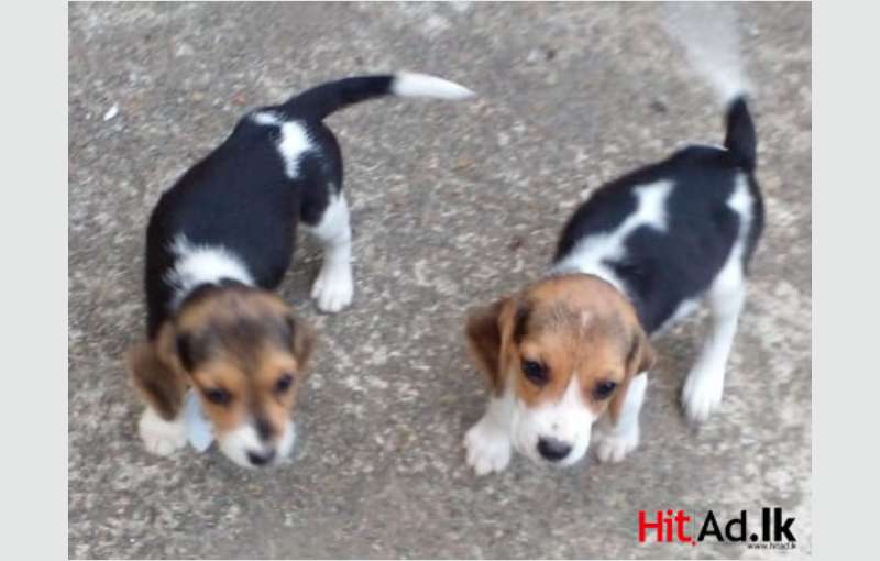 Beagle Puppies In Negombo