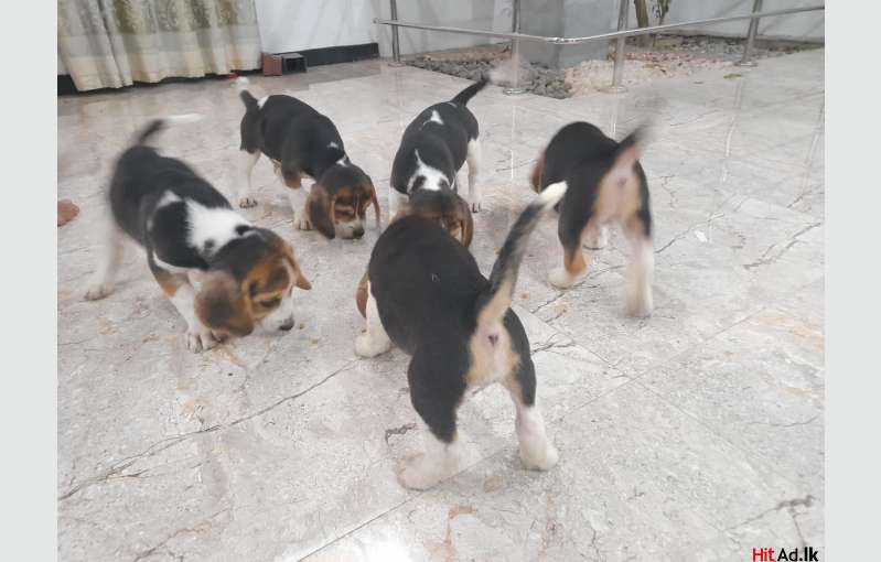 Beagle Puppies