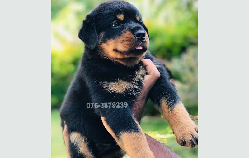 One Side Imported Rottweiler Puppies