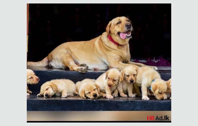 Labrado Retriever 