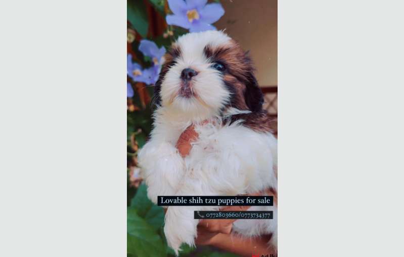 Shih Tzu Puppies 