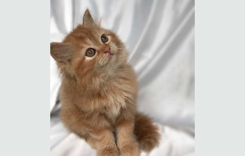 Persian Kitten - Ginger
