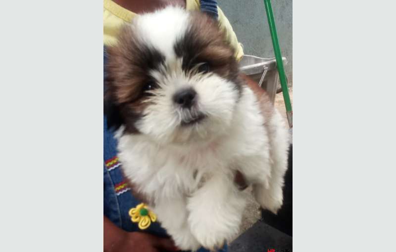 Shitzu Puppies For Sale