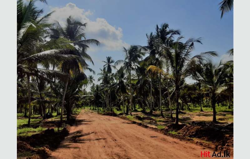 Land For Sale In Gampaha Yakkala