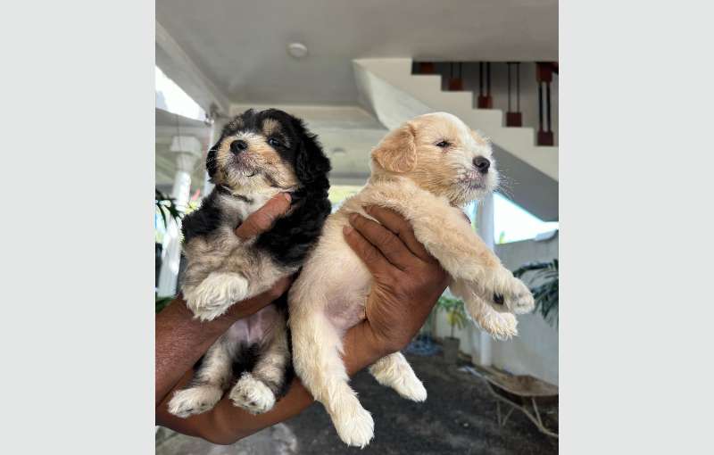 Tibetan Terrier Puppies For Sale 