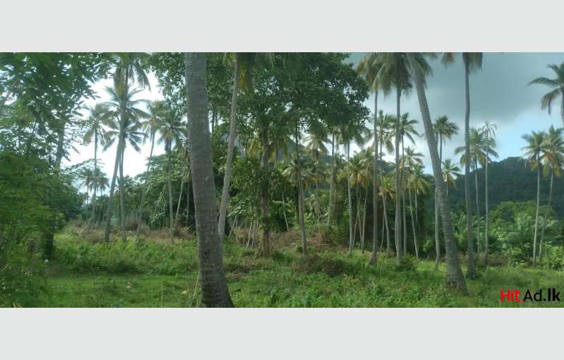 Urgent Kurunagala Land For Sale 