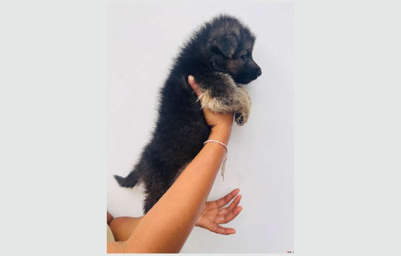 Long Coat Lion German Shepherd Puppies