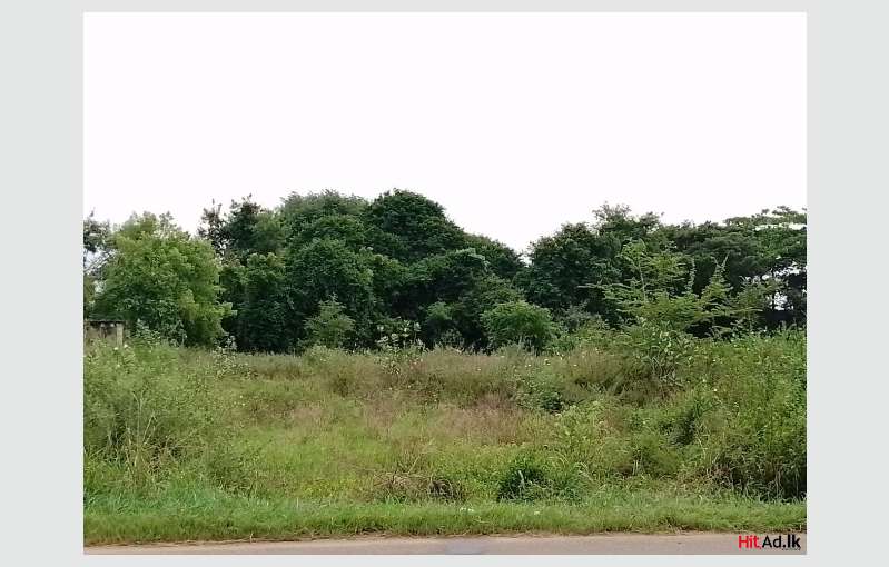 Anuradhapura Land For Sale 