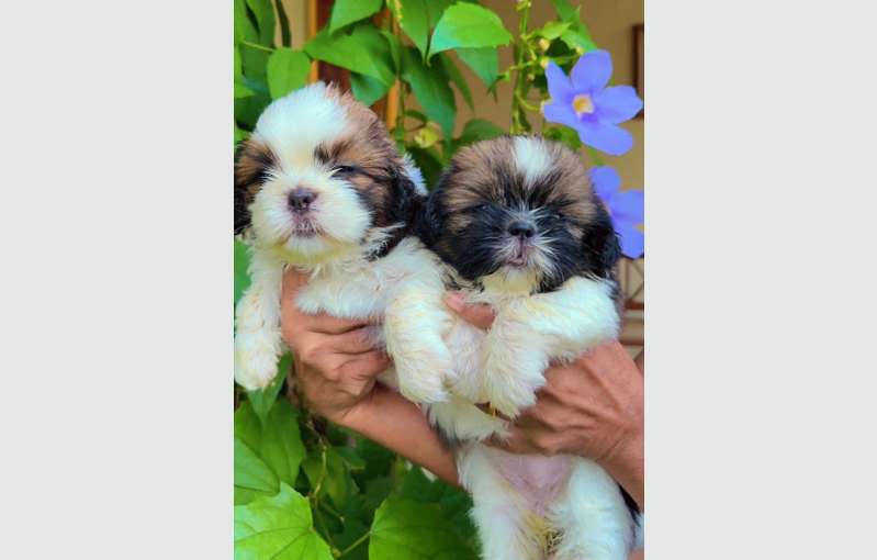 Shih Tzu Puppies 