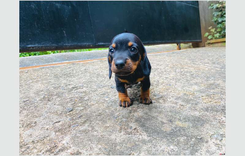 Dachshund Puppies For Sale!