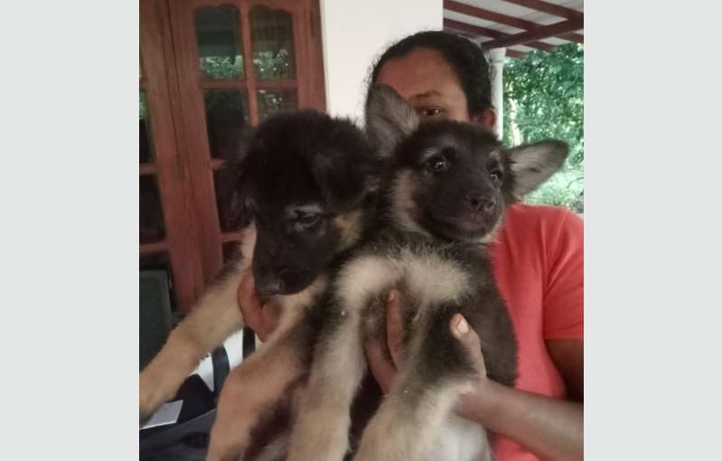 Lion Shepherd Puppies For Sale   