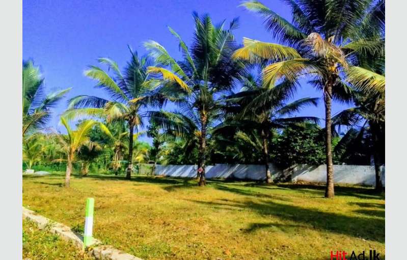 Land For Sale In Near Homagama Halbarawa