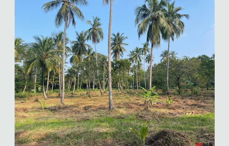 Agricultural Land For Sale In Kubukgate, Kurunegala - Property Lands ...