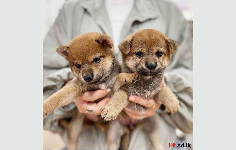 Buy Shiba Inu Puppies For Sale