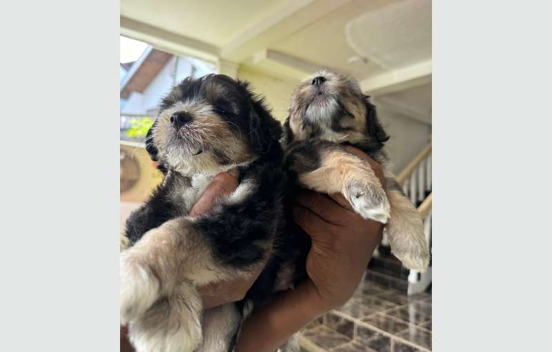 Tibetan Terrier Puppies For Sale 