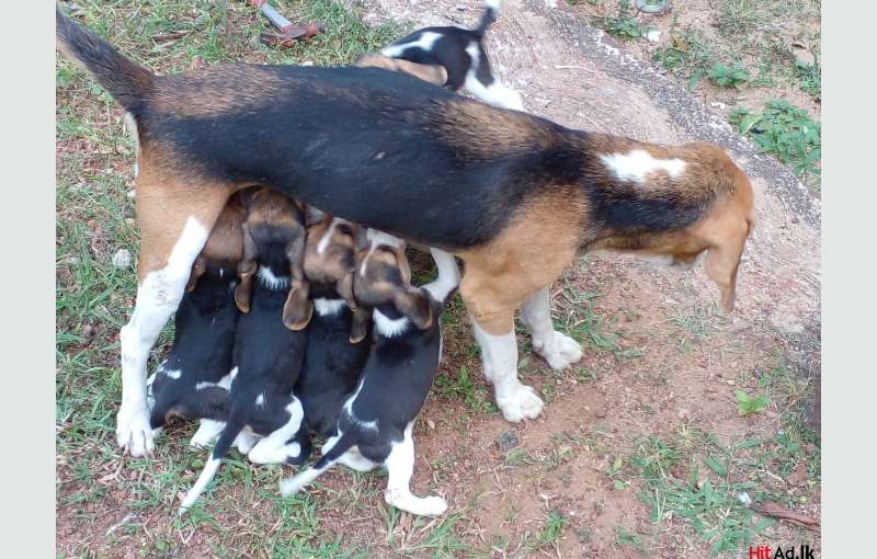 Beagle Puppies In Negombo