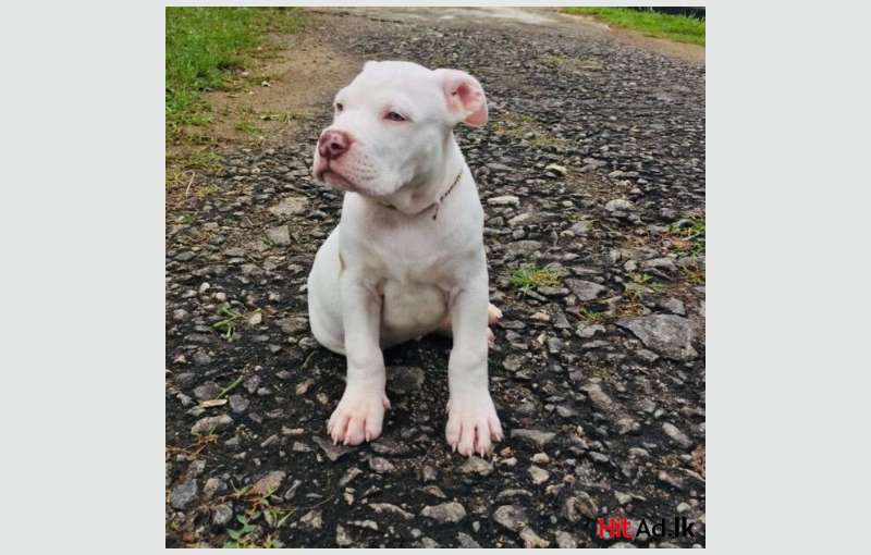 American Bully Imported