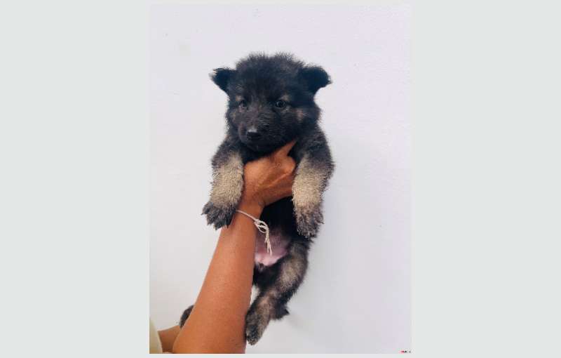 Long Coat Lion German Shepherd Puppies