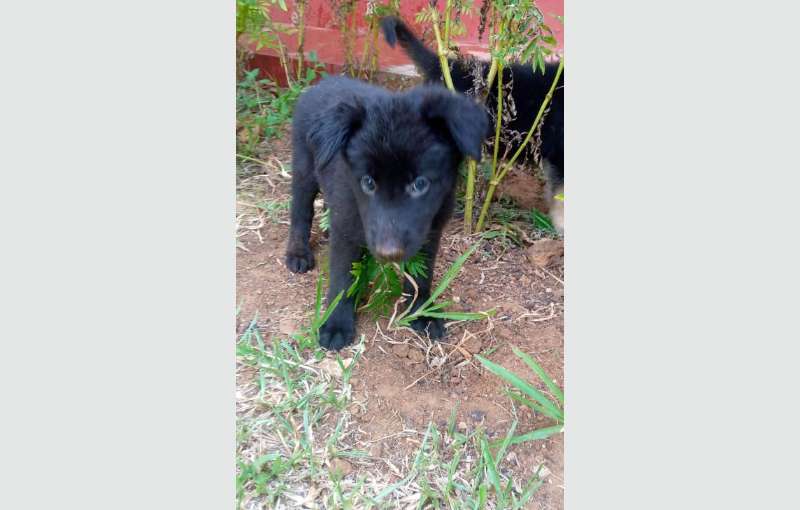 Lion Shepherd Puppies for sale 