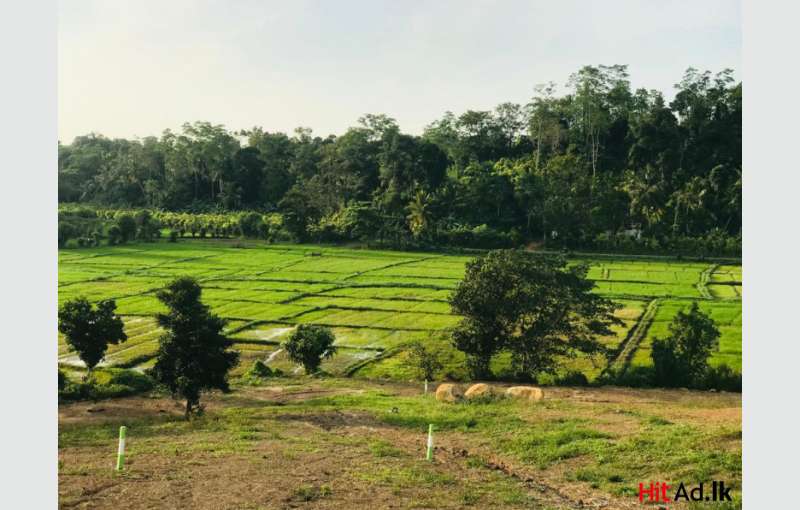 Land for sale in induruwa