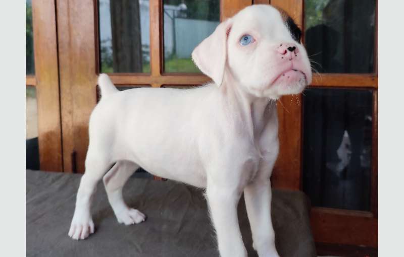 Boxer Puppies