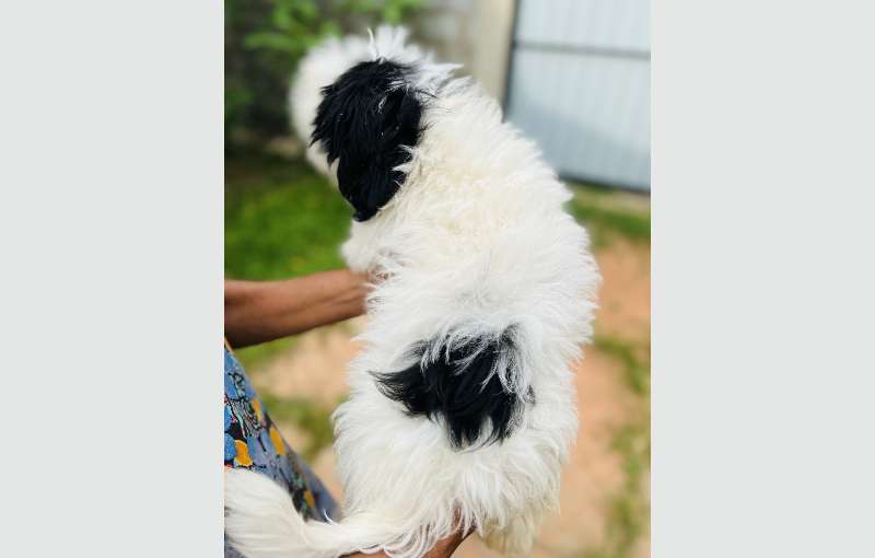 Shihtzu Puppies