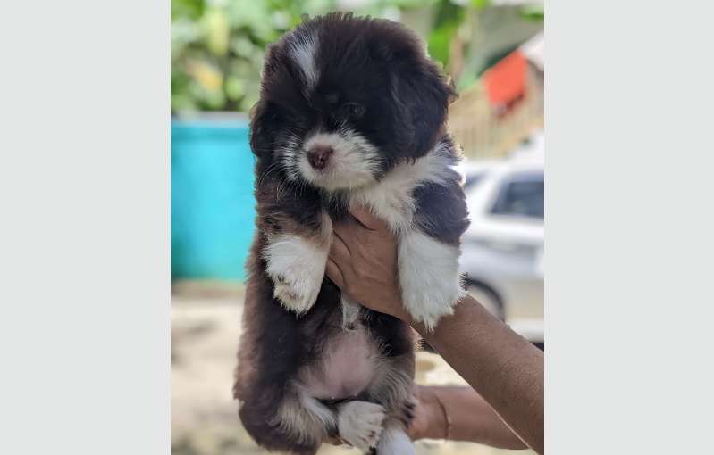 Shih Tzu Puppies