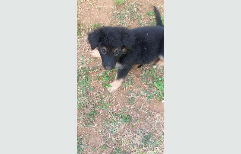 Lion Shepherd Puppies for sale 