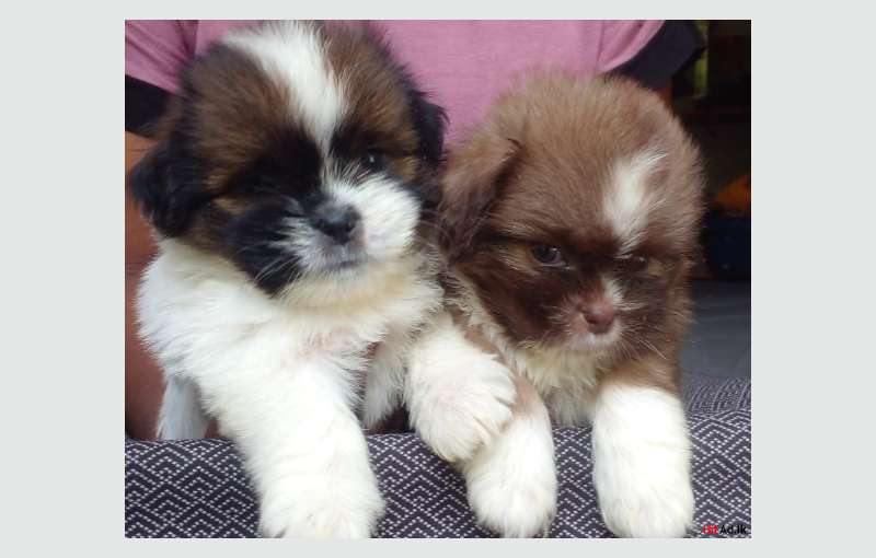 Shitzu Puppies For Sale