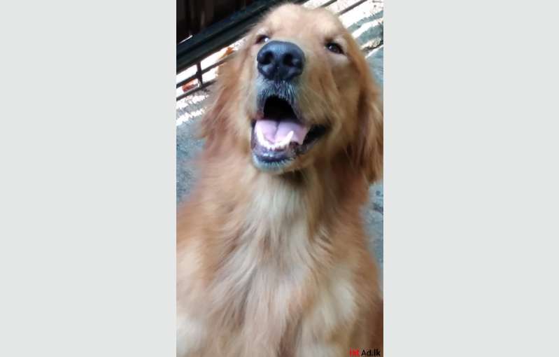 Male Golden Retriever Dog