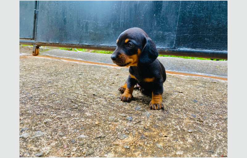 Dachshund Puppies For Sale!