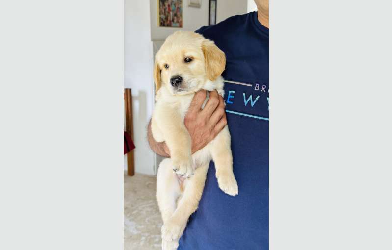 Golden Retriever Puppy 