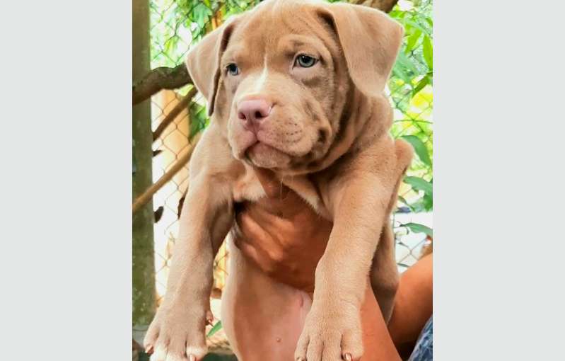 American Bully Female Puppy