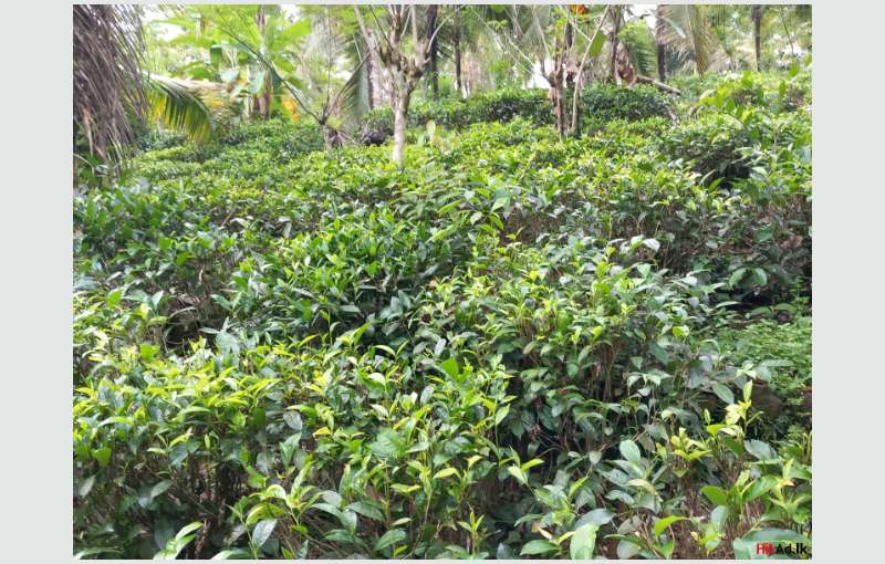 7 Acres Tea / Coconut Land For Sale 