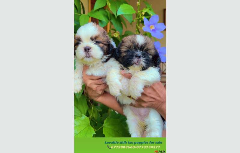 Shih Tzu Puppies 