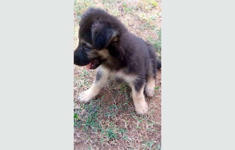 Lion Shepherd Puppies for sale 