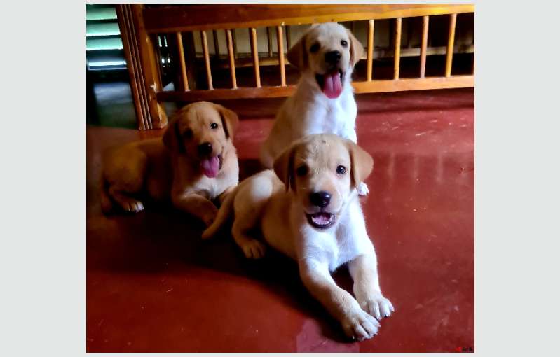 Labrador Retriever Pure Breed 