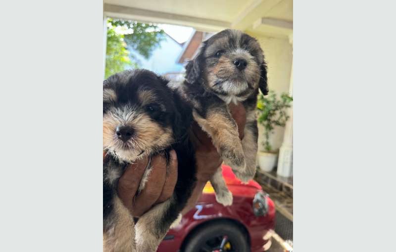 Tibetan Terrier Puppies For Sale 