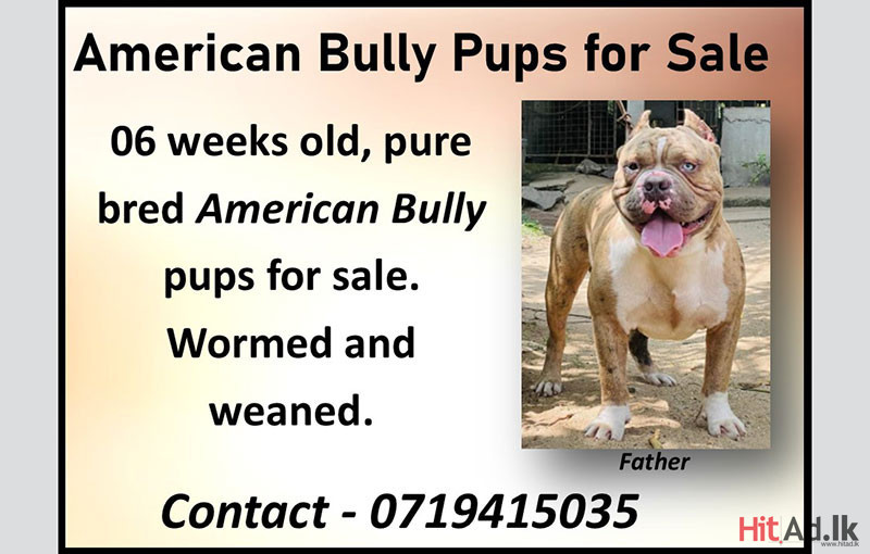 American Bully Pups for Sale