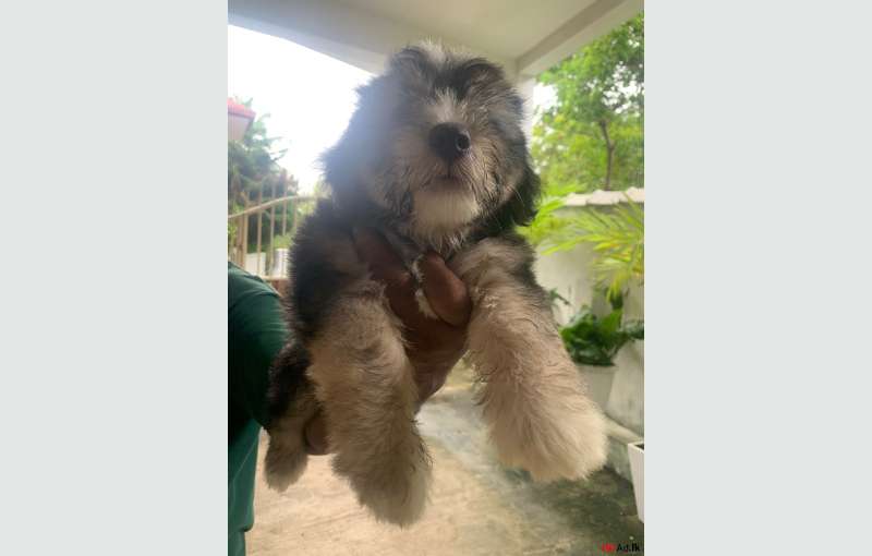 Tibetan Terrier Puppies For Sale