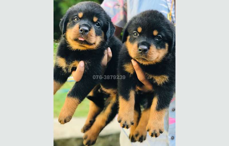 One Side Imported Rottweiler Puppies