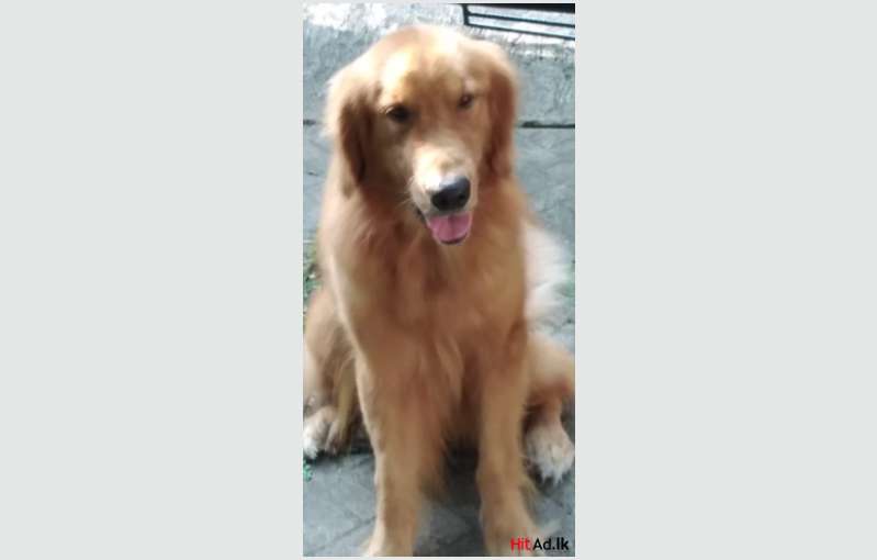 Male Golden Retriever Dog