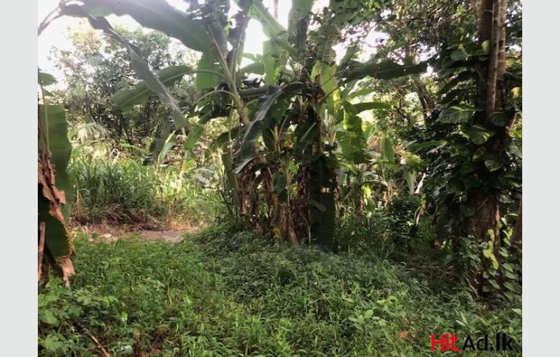 Highly Residential Land In The Heart Of Kegalle