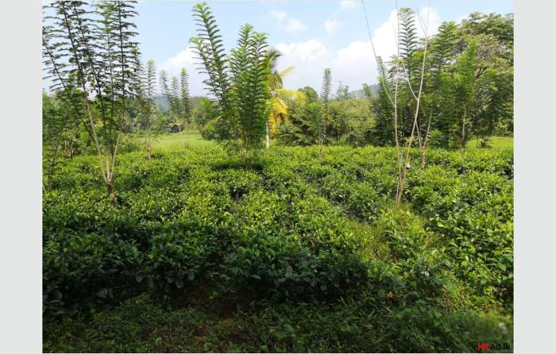 3 Acre Vp Tea With Bunglow