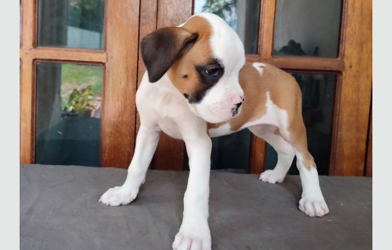 Boxer Puppies