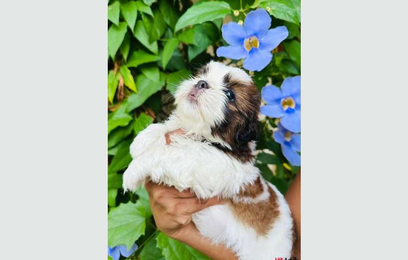 Shih Tzu Puppies 