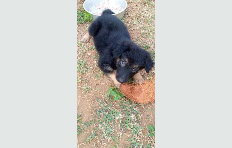 Lion Shepherd Puppies for sale 