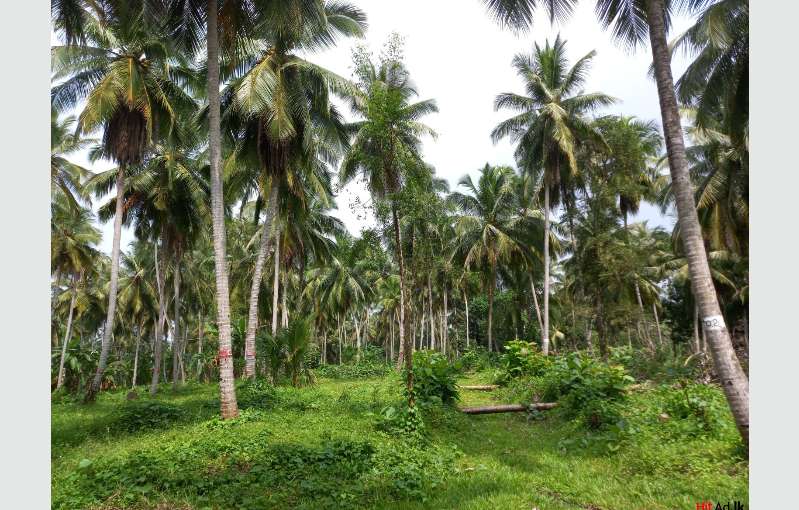 Land For Sale In Kurunegala (coconut Estate) - Property Estates | HitAd.lk