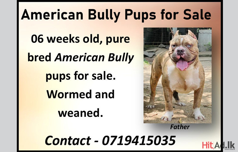 American Bully pups for sale